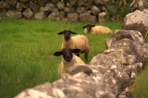 Irish Sheep